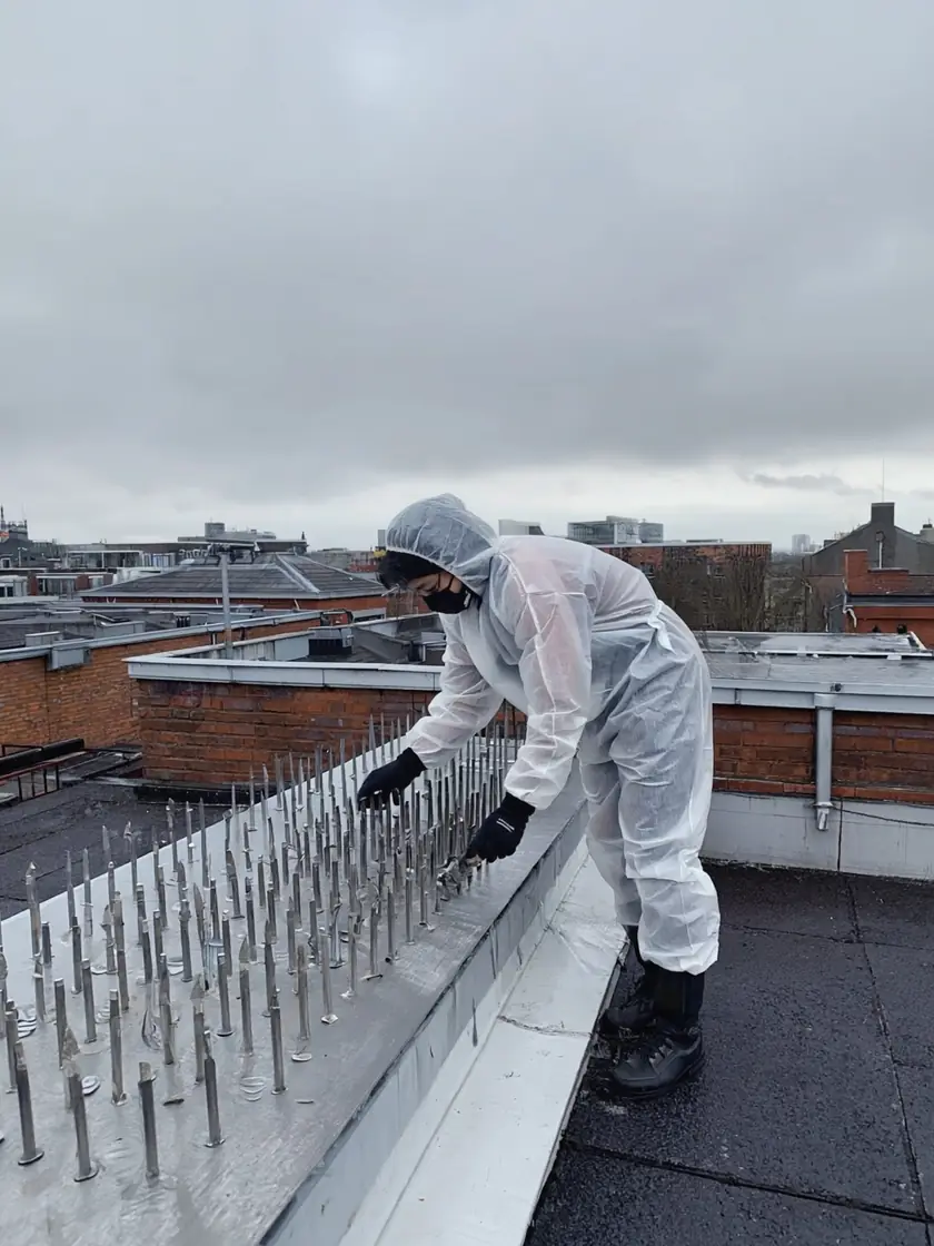 Anti-roosting bird proofing spikes being installed along a rooftop parapet
